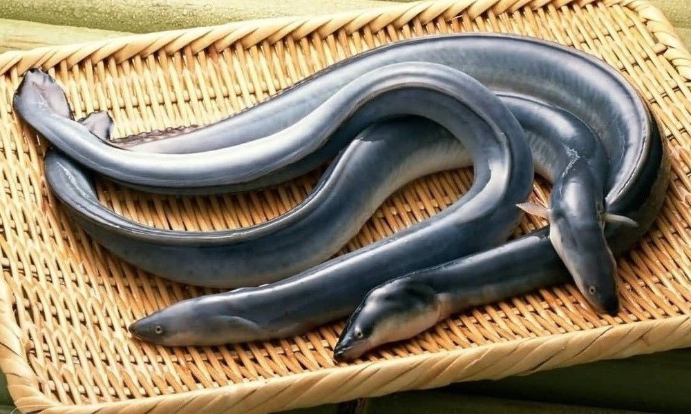 Japanese-eels-unagi.jpg